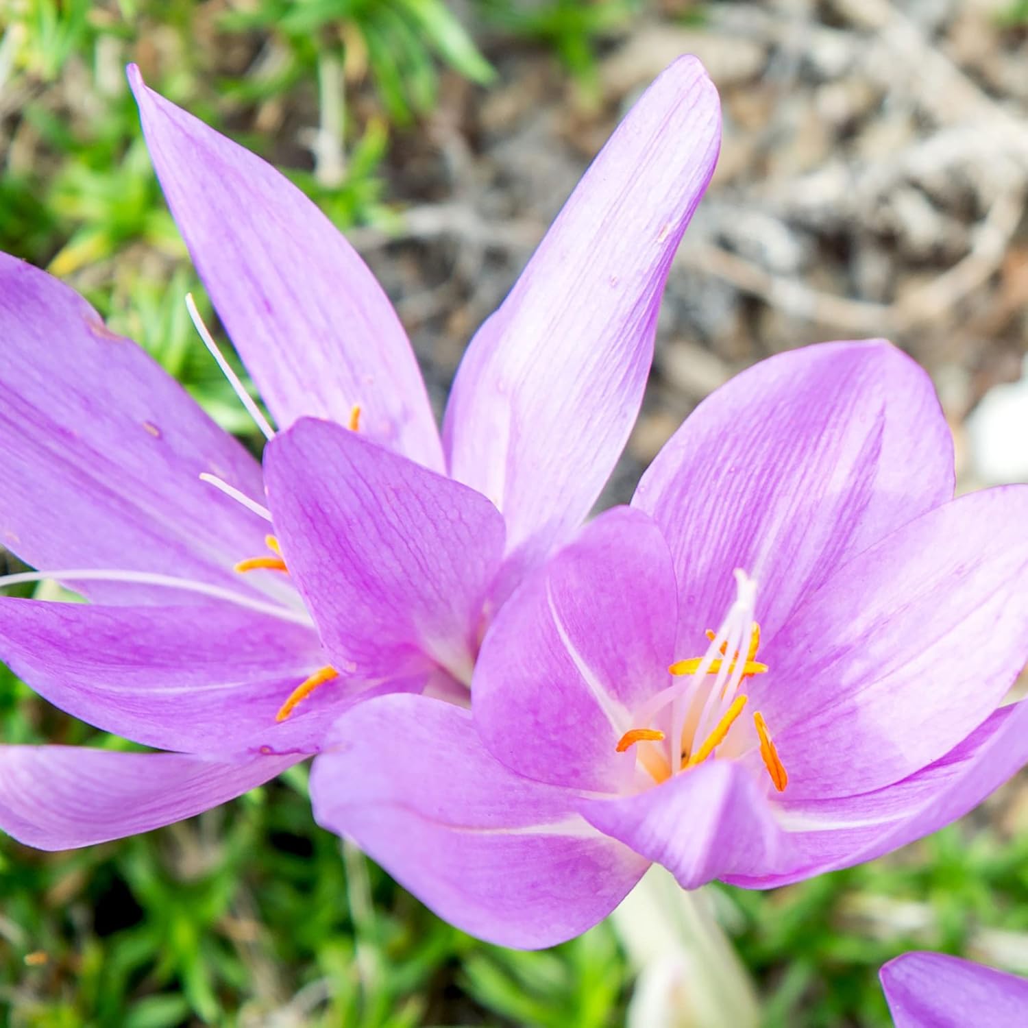 Autumn Crocus Seeds Colchicum Autumnale Cup-Shaped Flowers Minimal Maintenance Perennial Beds & Rock Gardens 100Pcs