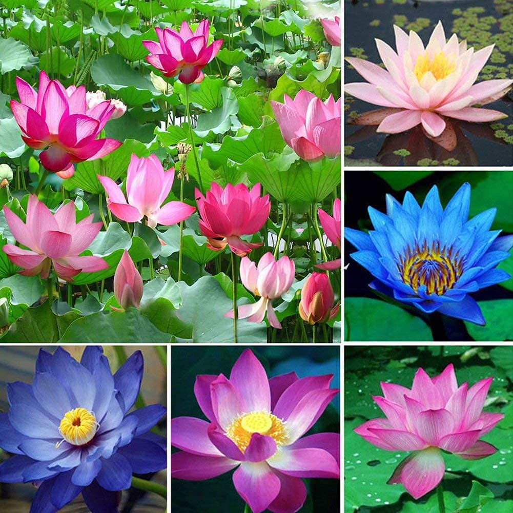 Graines de fleurs aquatiques de lotus Rainbow Bowl pour la plantation, graines de jardinage de qualité supérieure