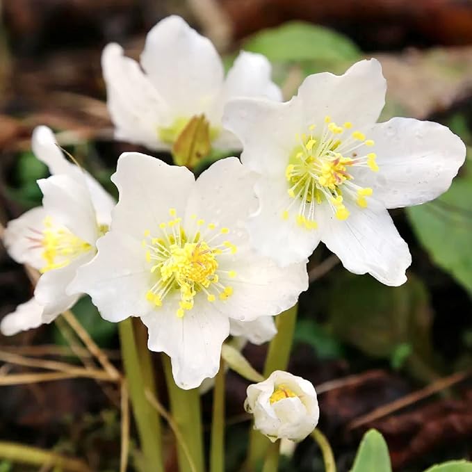 Christmas Rose Seeds (Helleborus Niger) GMO-Free Perennial, Deer & Rabbit Resistant, Outdoor Borders & Beds - 20 Pcs Flower Seeds