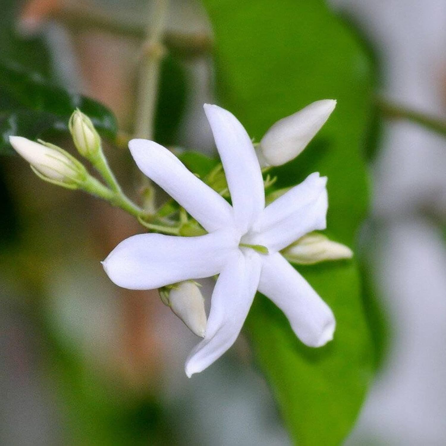 Jasminum Sambac Seeds Arabian Jasmine, Fragrant Broadleaf