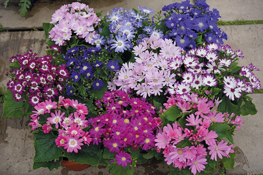 シネラリア混合ハイブリッド種子 – 鮮やかな多色ガーデン花壇用観賞植物