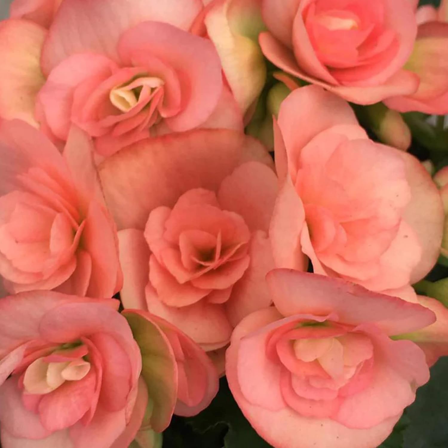 Pink Rieger Begonia Seeds  Popular Houseplant with Showy, Beautiful Flowers And Attractive Foliage  Easy to Care for  Ideal for Garden Beds, Indoor And Outdoor Spaces   Flower Seeds