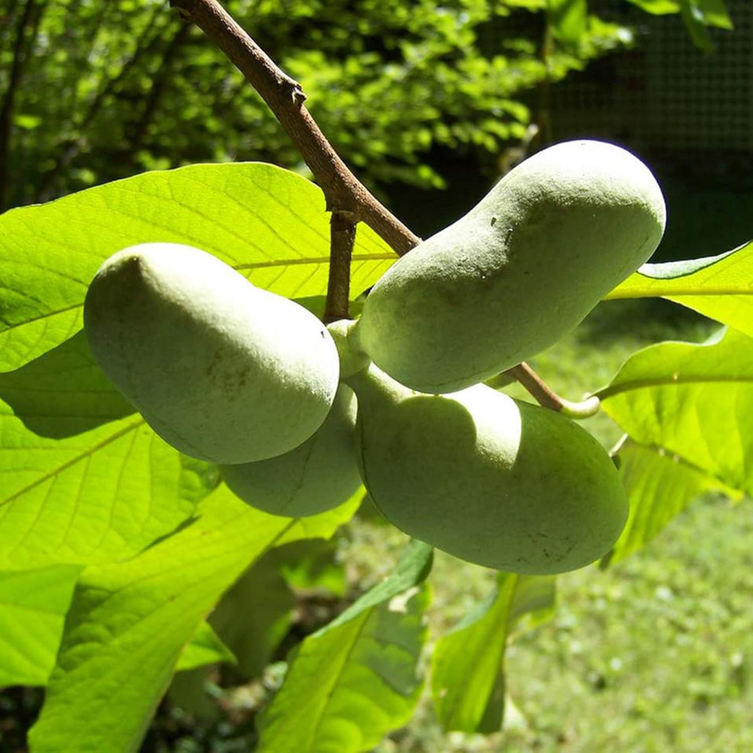 Asimina Triloba Pawpaw Seeds | Low Maintenance Edible Fruit Tree | Fragrant, Showy, Wet Soil Tolerant