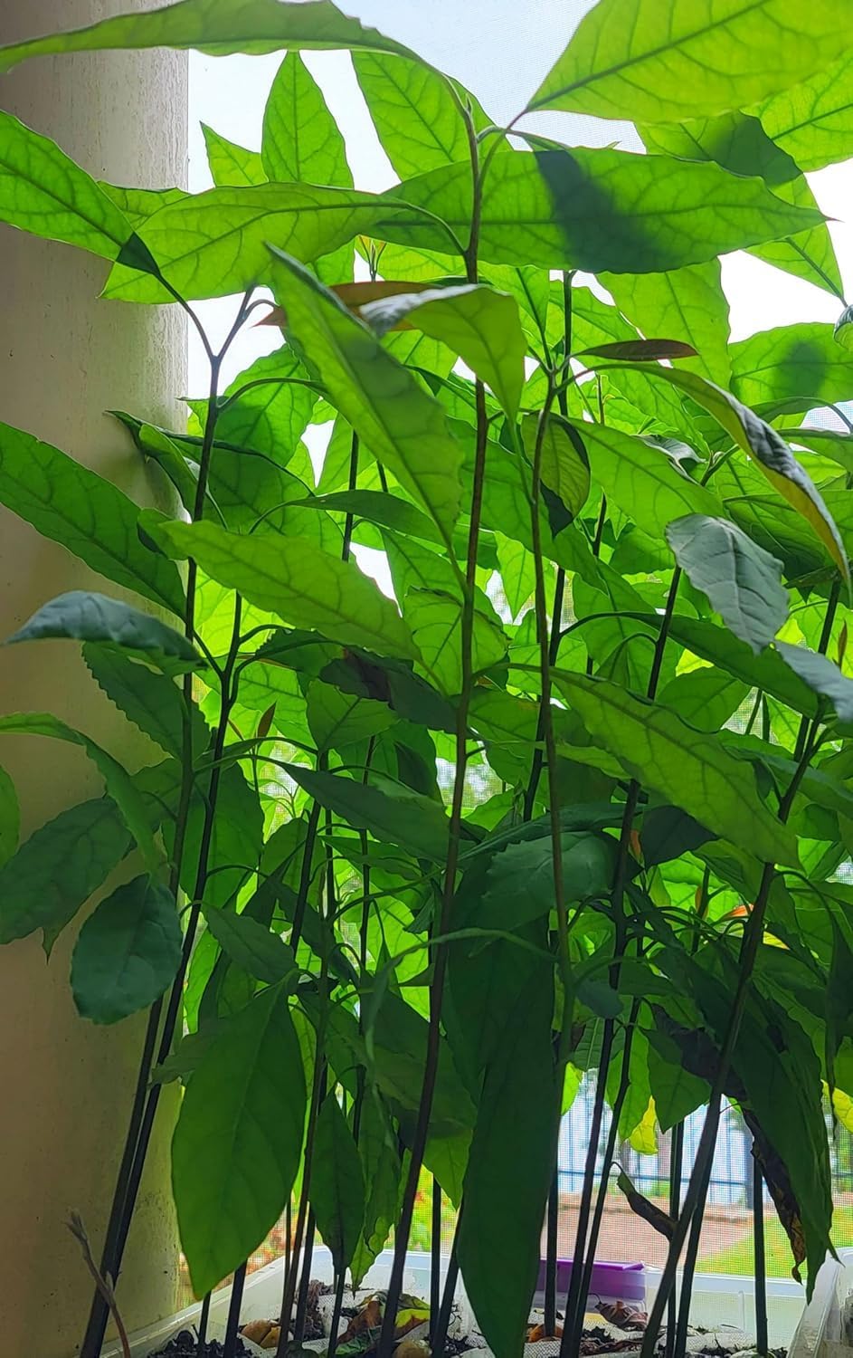 Healthy Hass Avocado seeds for Planting - 2 to 3 Feet Tall - Backyard Fruit Tree - 1 Piece