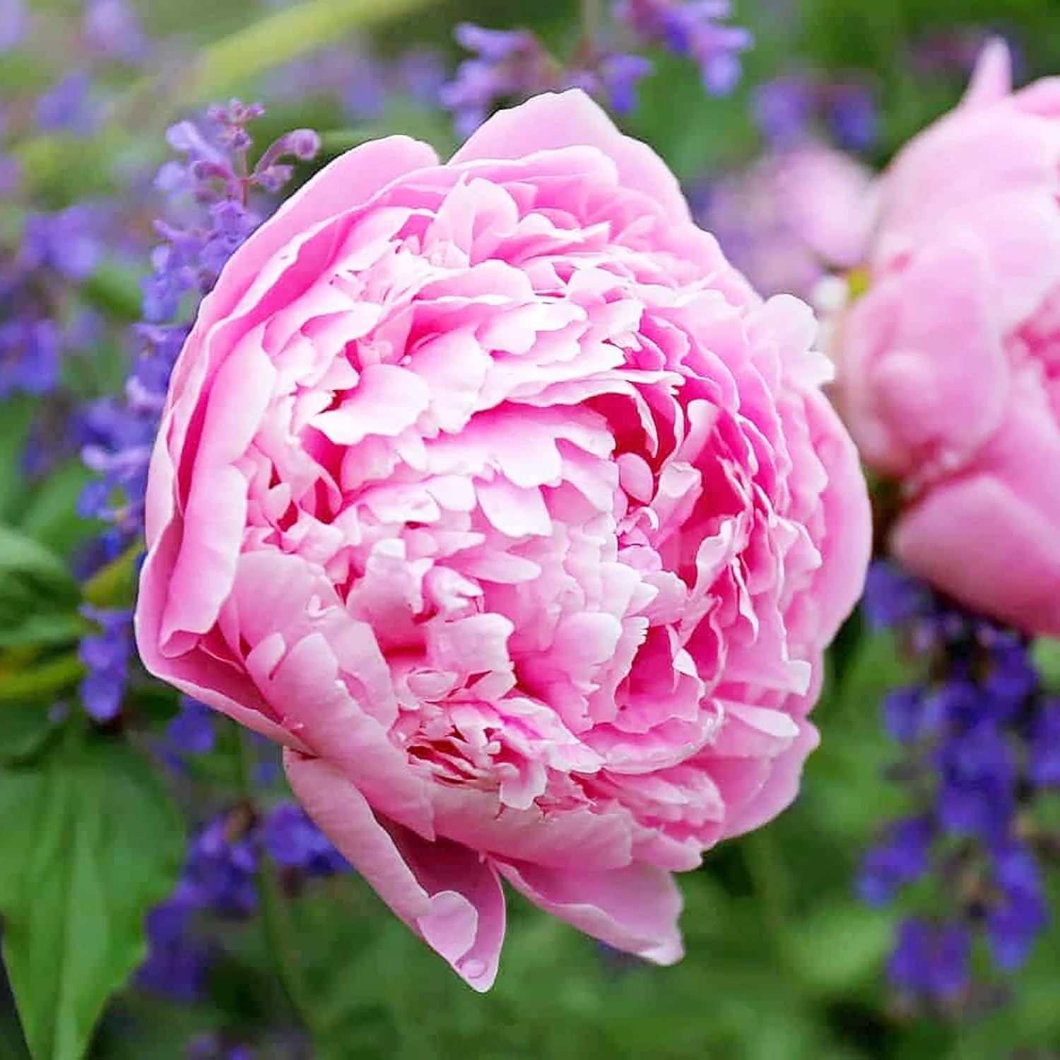 Pfingstrosensamen, beliebte mehrjährige Blütepflanze mit großen duftenden Blüten für Gärten und Blumenarrangements – 50 Stück