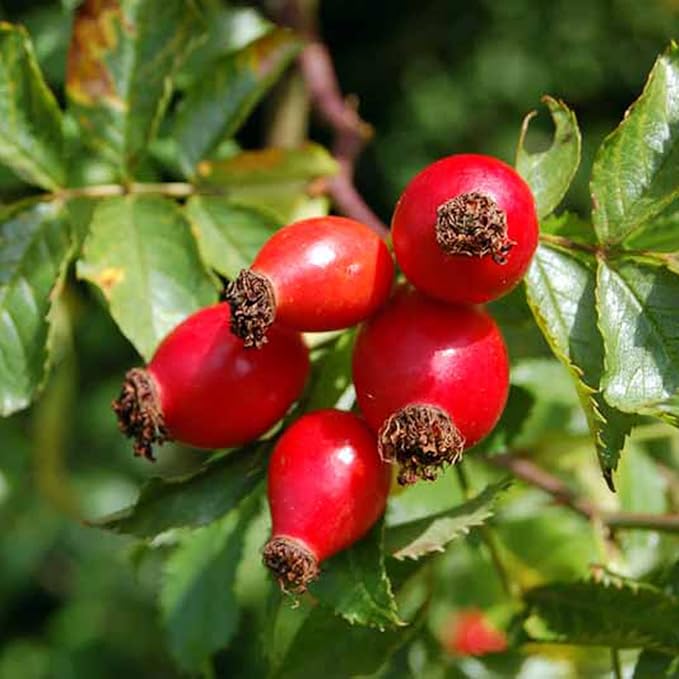 Rose Hip Seeds for Herbal Teas, Jams, Jellies And Outdoor Shrubs
