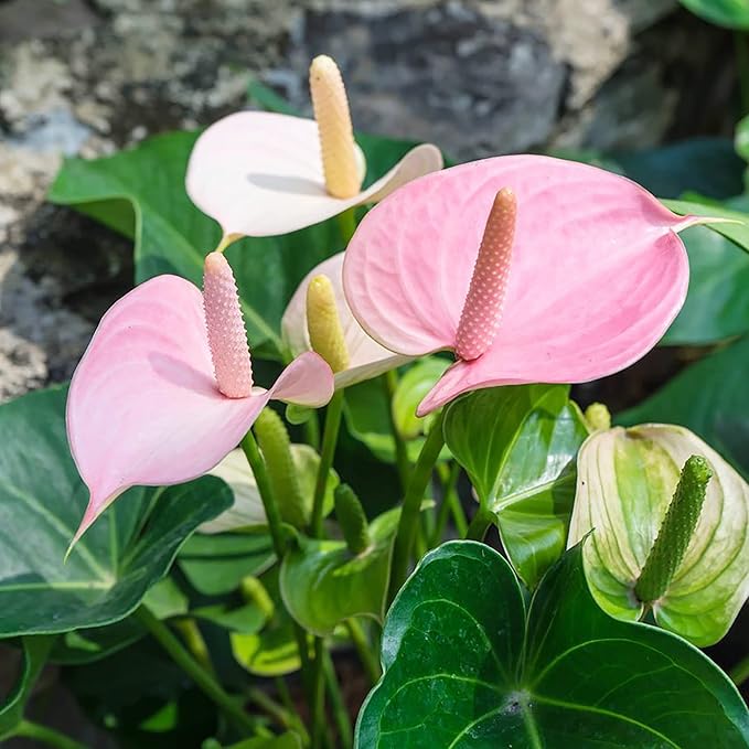 Anthurium Flamingo Flower Seeds  Perennial, Evergreen, Low Maintenance, Showy Cut Flowers for Indoor  Outdoor Containers