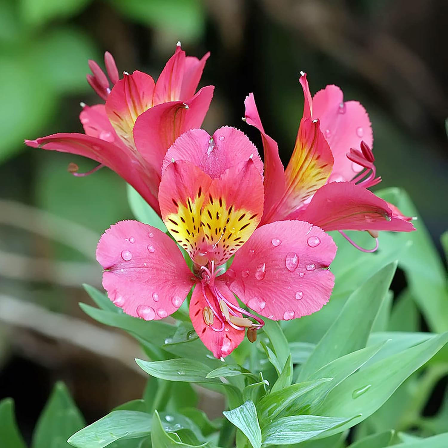 Alstroemeria Peruvian Lily Seeds - Mixed Colors, Perennial Pollinator-Friendly, Deer Resistant Cut Flowers for Borders & Potted Gardens