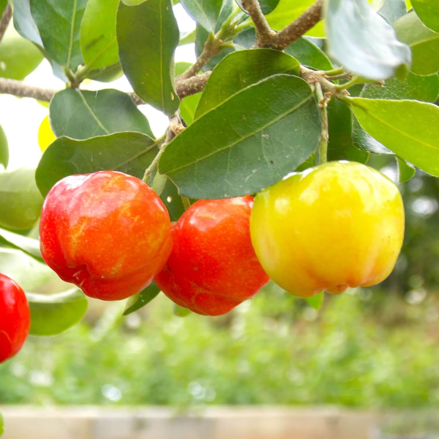 Barbados-Kirschsamen Acerola, Malpighia Emarginata, tropische Frucht, reich an Vitamin C und A, für Säfte, kulinarisch, 10 Stück Fruchtsamen 
