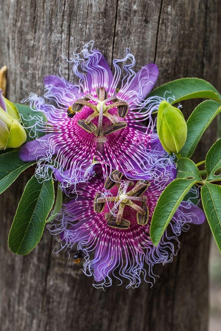 Passion Flower Seeds – Fast Growing Exotic Garden Variety