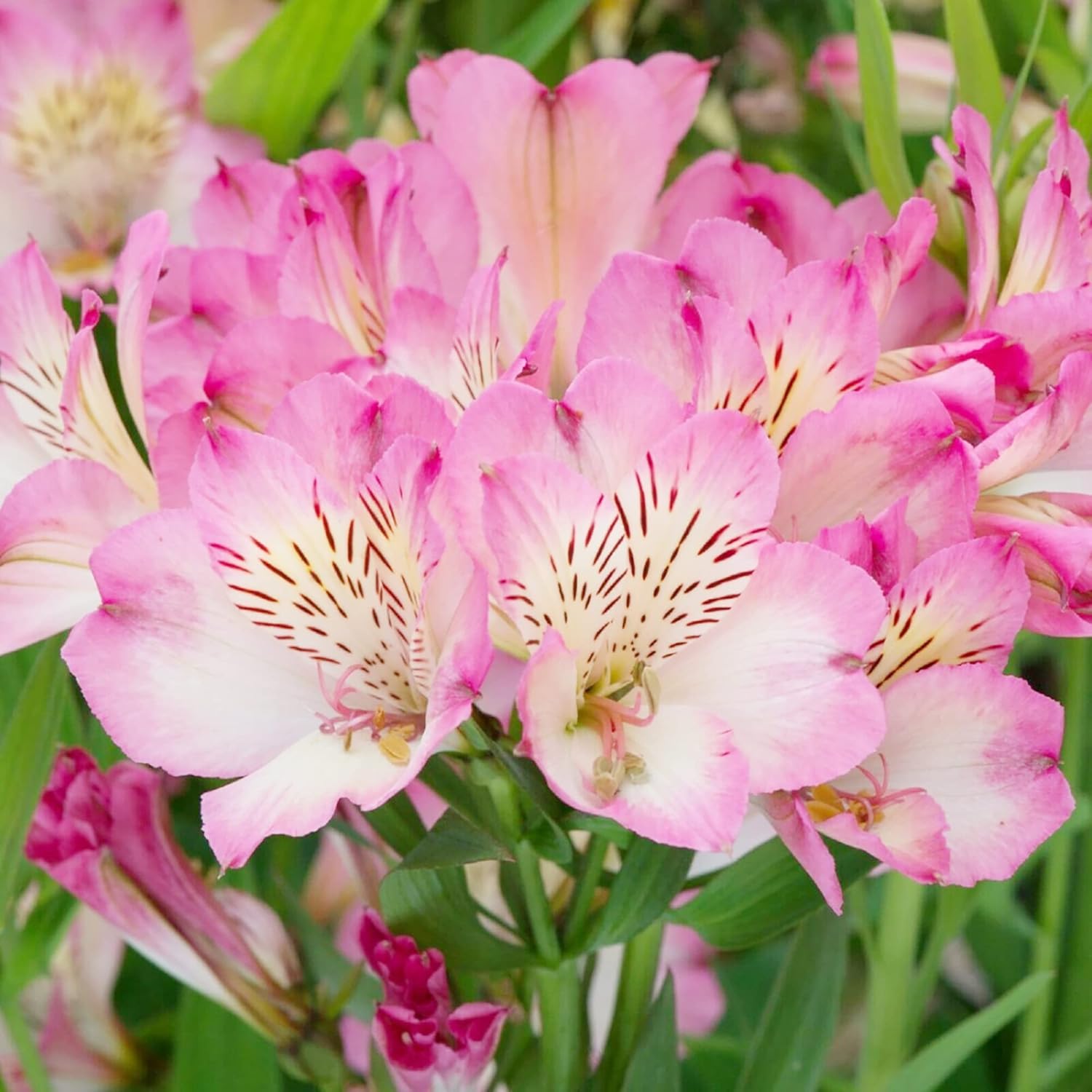 Graines d'Alstroemeria rose à planter - Lys péruvien vivace, parfait pour les fleurs coupées et les bordures de jardin