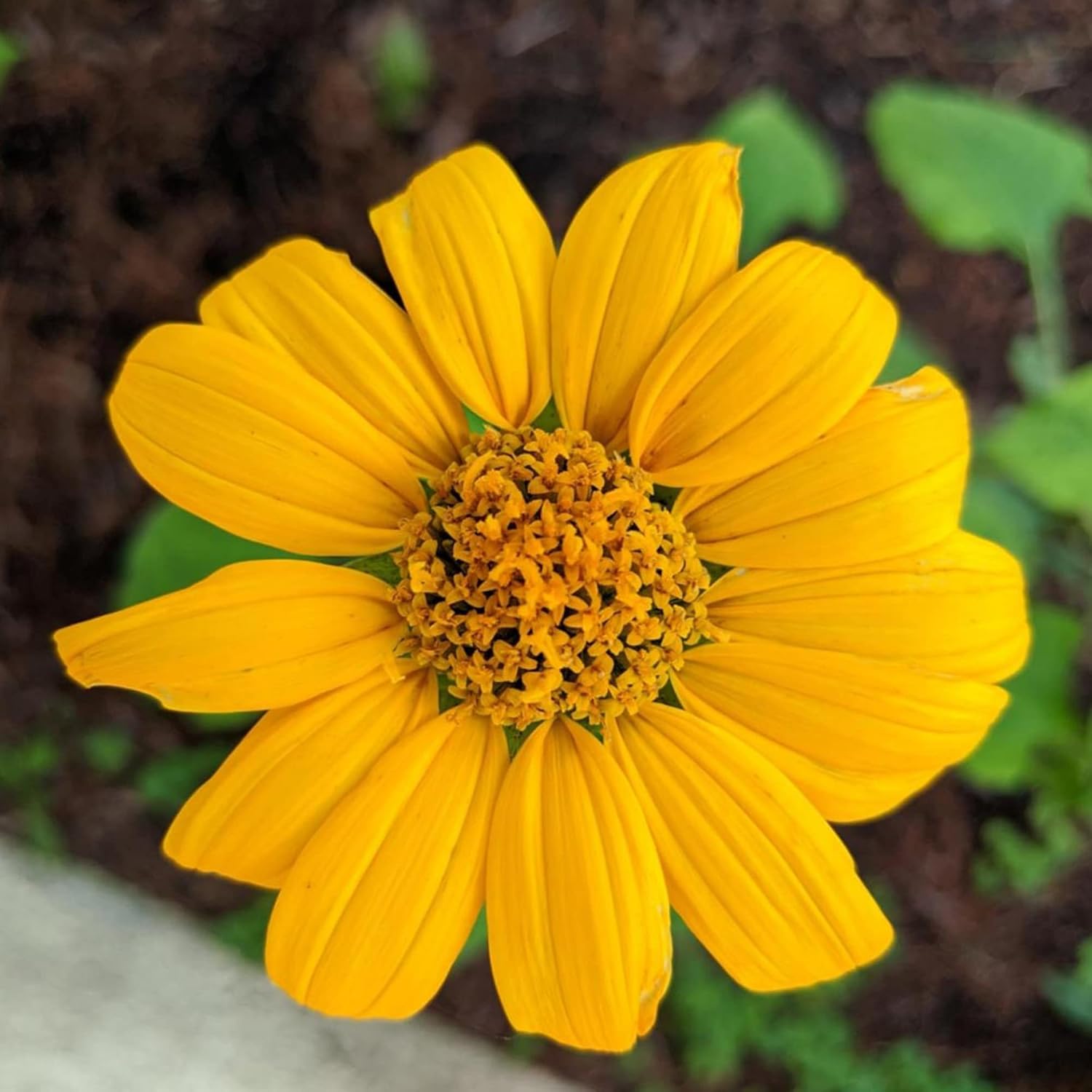 Yellow Mexican Sunflower Seeds, Tithonia Diversifolia, Perennial Flower Seeds to Attract Bees and Butterflies, Ideal for Ornamental Gardens, Beds, Patios