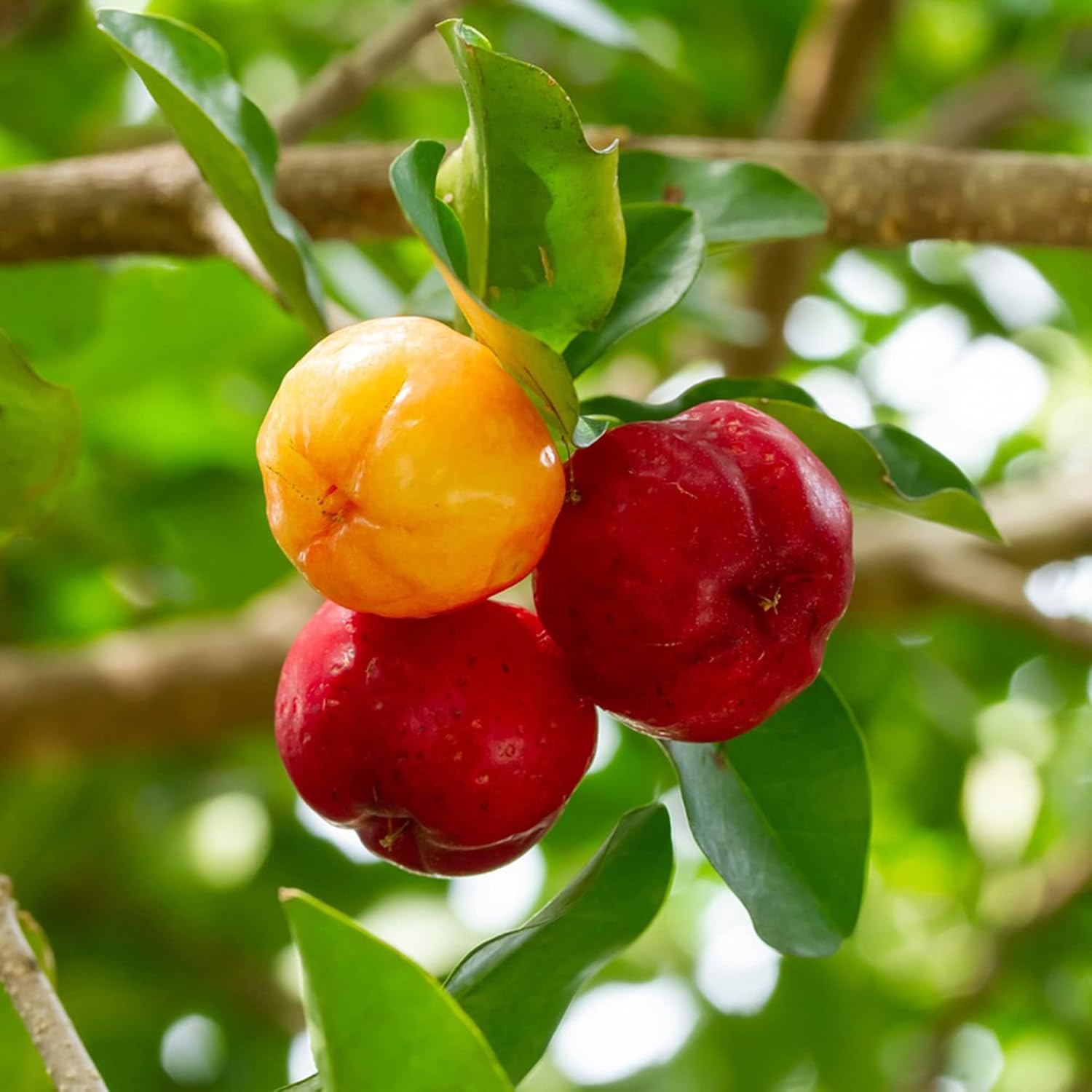 Barbados-Kirschsamen Acerola, Malpighia Emarginata, tropische Frucht, reich an Vitamin C und A, für Säfte, kulinarisch, 10 Stück Fruchtsamen 