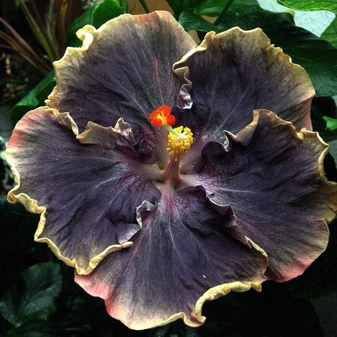 Black Pink Purple Giant Hibiscus Flower Seeds