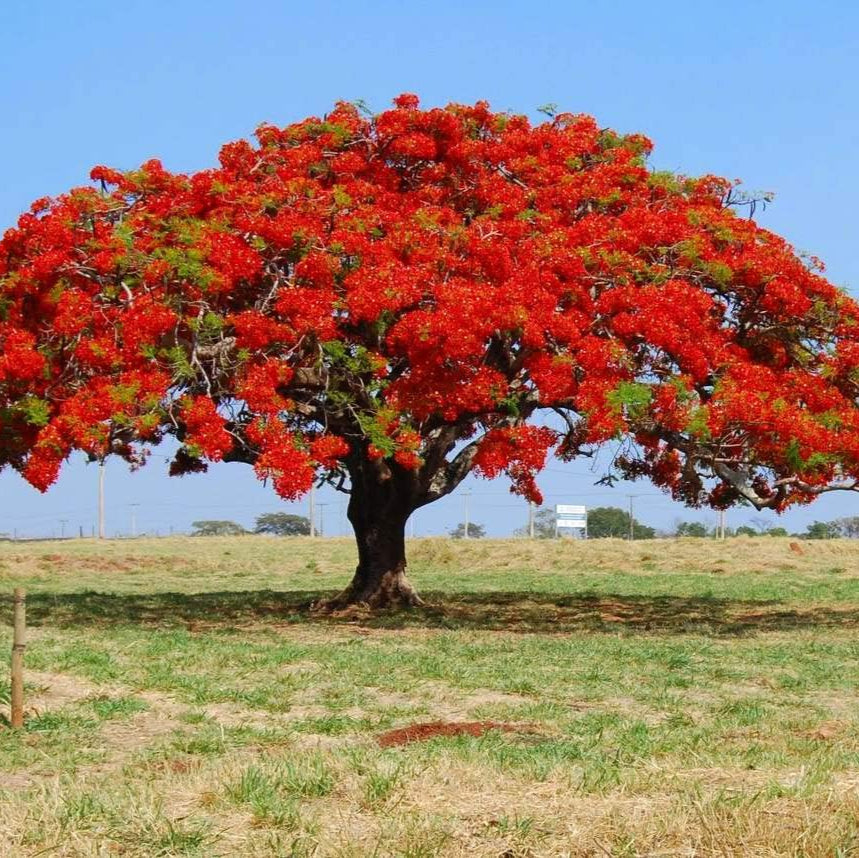 Flamboyant Flame Tree Seeds, Delonix Regia, 100 pcs for Planting - Plant Seeds