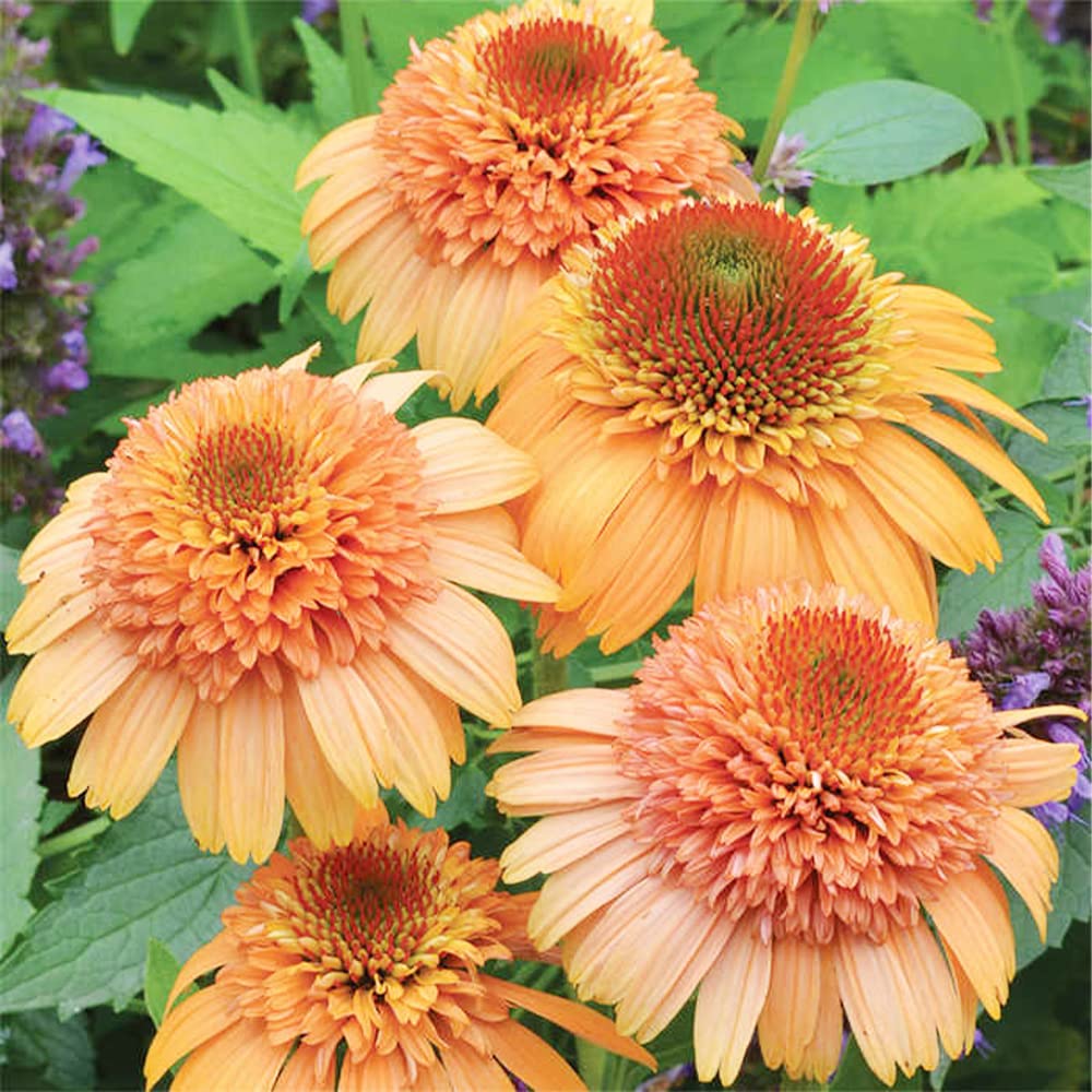 Echinacea 'Supreme Cantaloupe' Flower Seeds | Orange Coneflower Seeds for Planting
