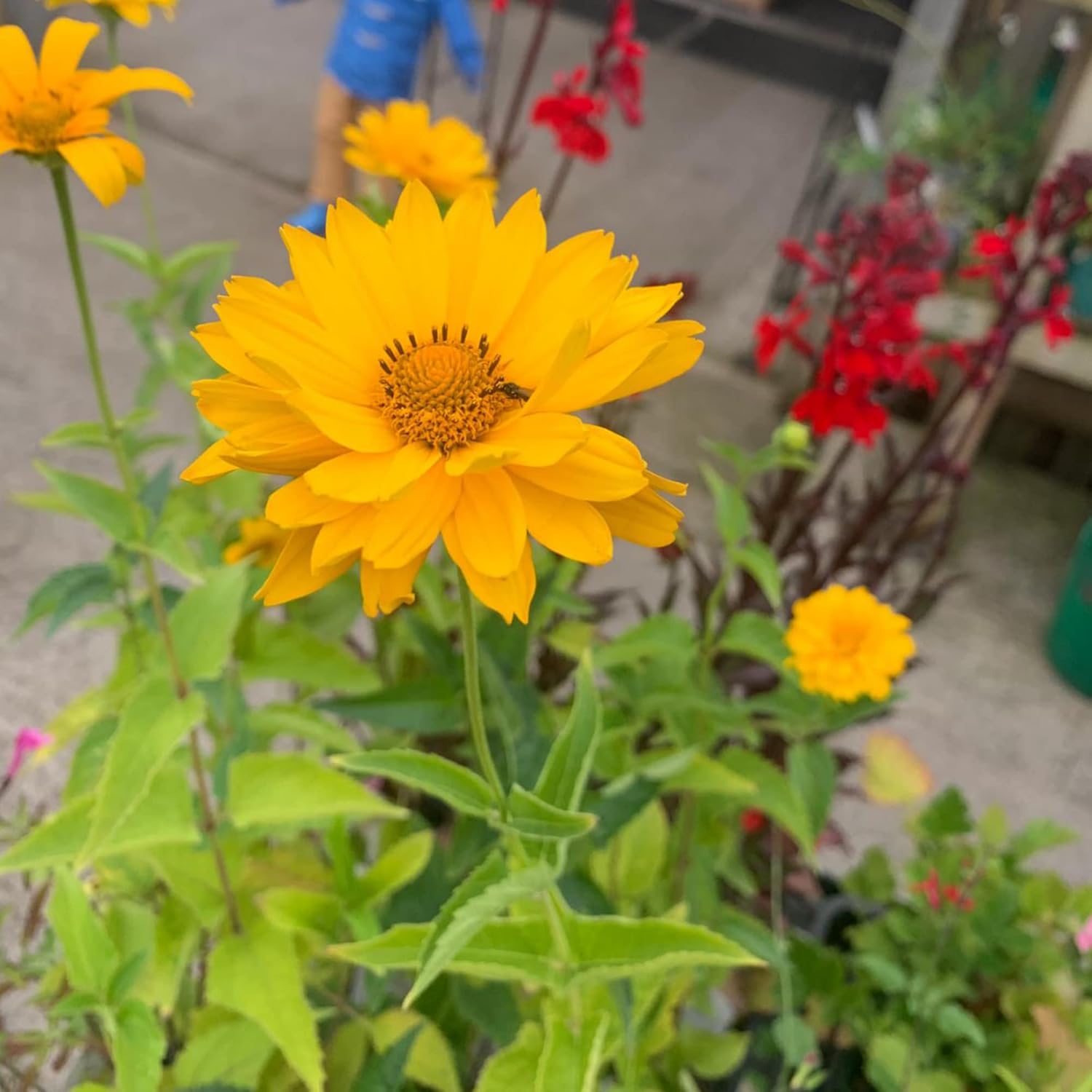 False Sunflowers Seeds (Heliopsis Helianthoides) | Perennial, Hardy, Heat & Drought Tolerant | Vibrant Cut Flowers for Patio, Container, and Garden Bed | 50Pcs Flower Seeds
