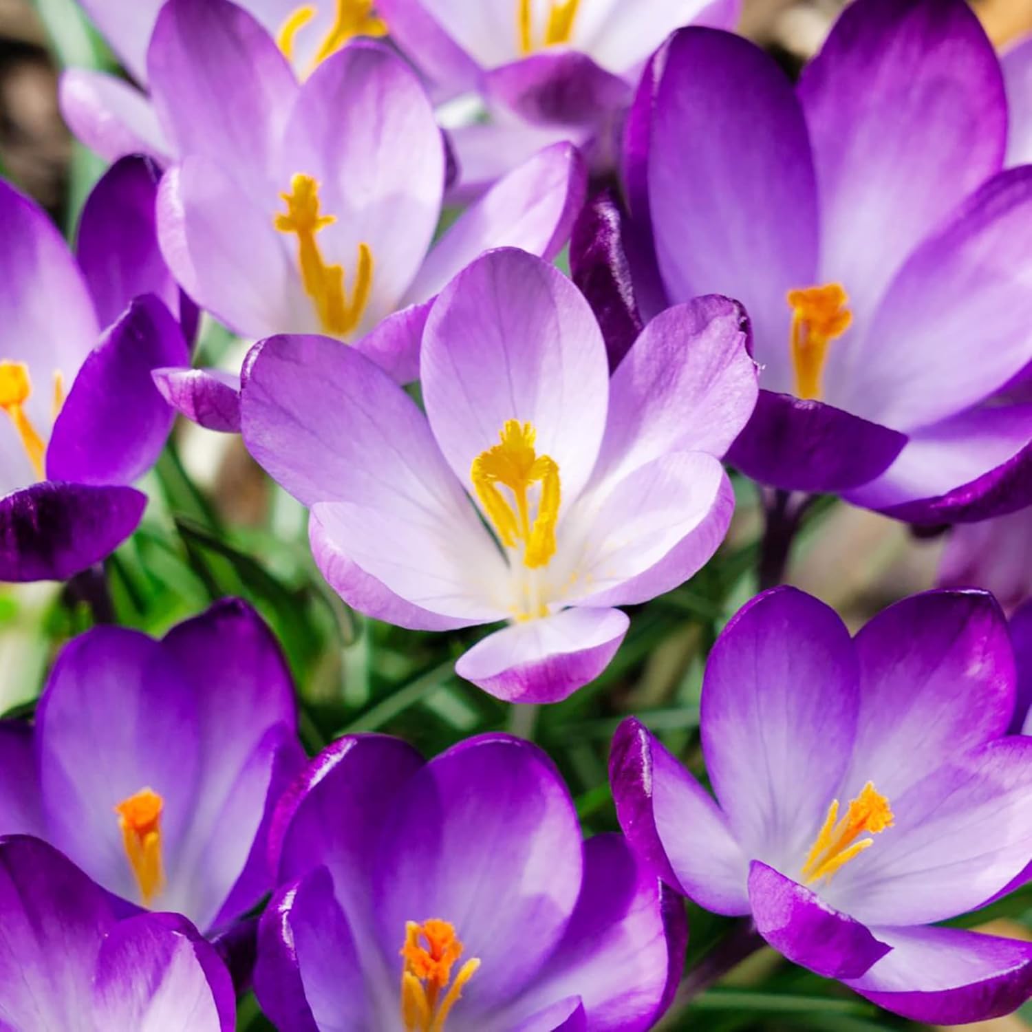 Autumn Crocus Seeds Colchicum Autumnale – Unique Blooming, Cup-Shaped Flowers for Perennial Beds, Borders & Rock Gardens - 100 Pcs