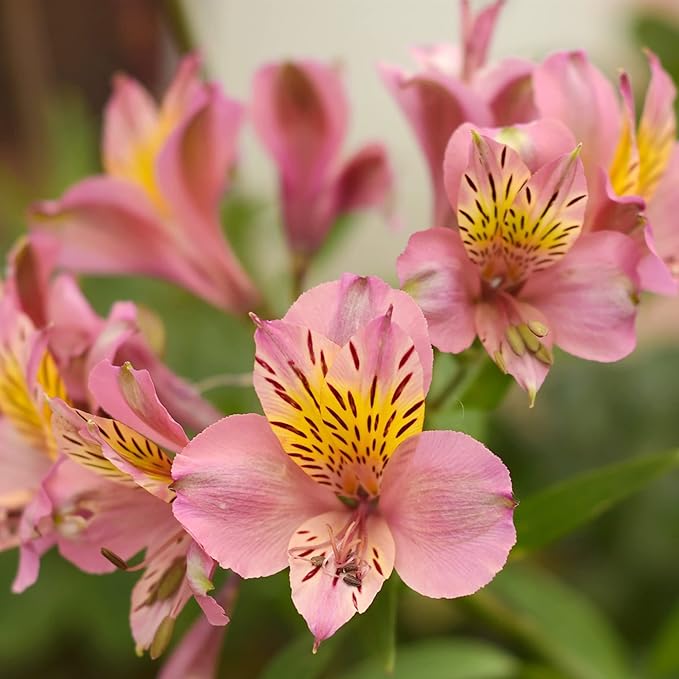 Alstroemeria Seeds or Peruvian Lily Flower Seeds For Planting,Attracts Pollinators