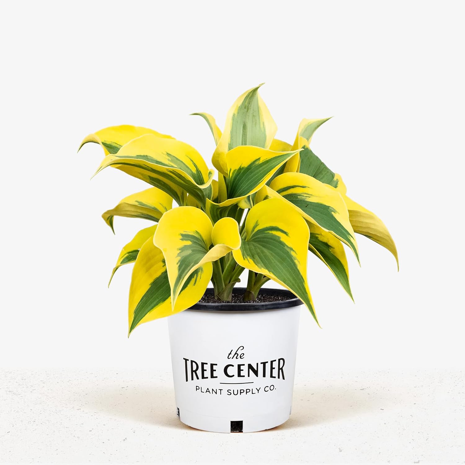 Autumn Frost Hosta Plant And Fragrant Plantain Lily Seeds, Drought-Tolerant And Low-Maintenance Landscaping Plant