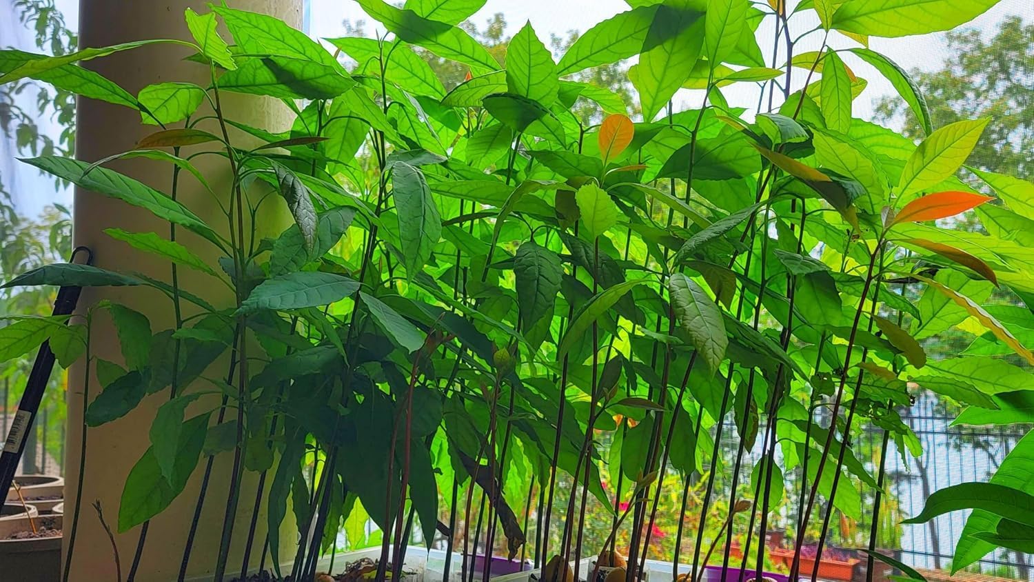 Healthy Hass Avocado seeds for Planting - 2 to 3 Feet Tall - Backyard Fruit Tree - 1 Piece