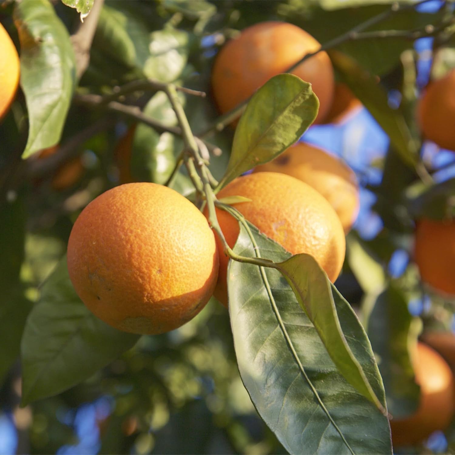 Blutorangenbaumsamen – wächst schnell, ist reich an Vitamin C, saftig, gentechnikfrei, ideal für Behälter, die Terrasse, drinnen und draußen – 20 Stück