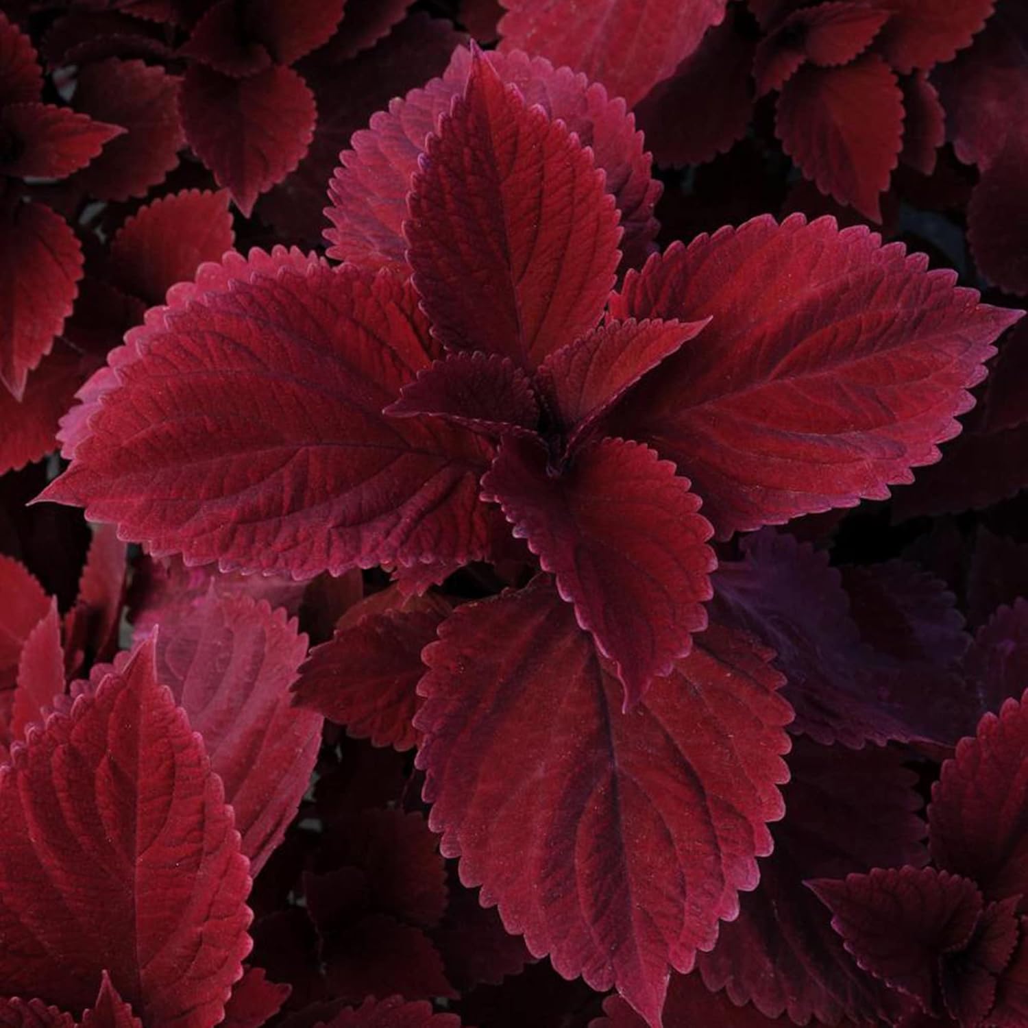 Coleus Redhead Seeds | Low Maintenance Evergreen Herb | Showy Red Foliage for Beds, Borders, and Containers | 100Pcs Outdoor Garden Seeds