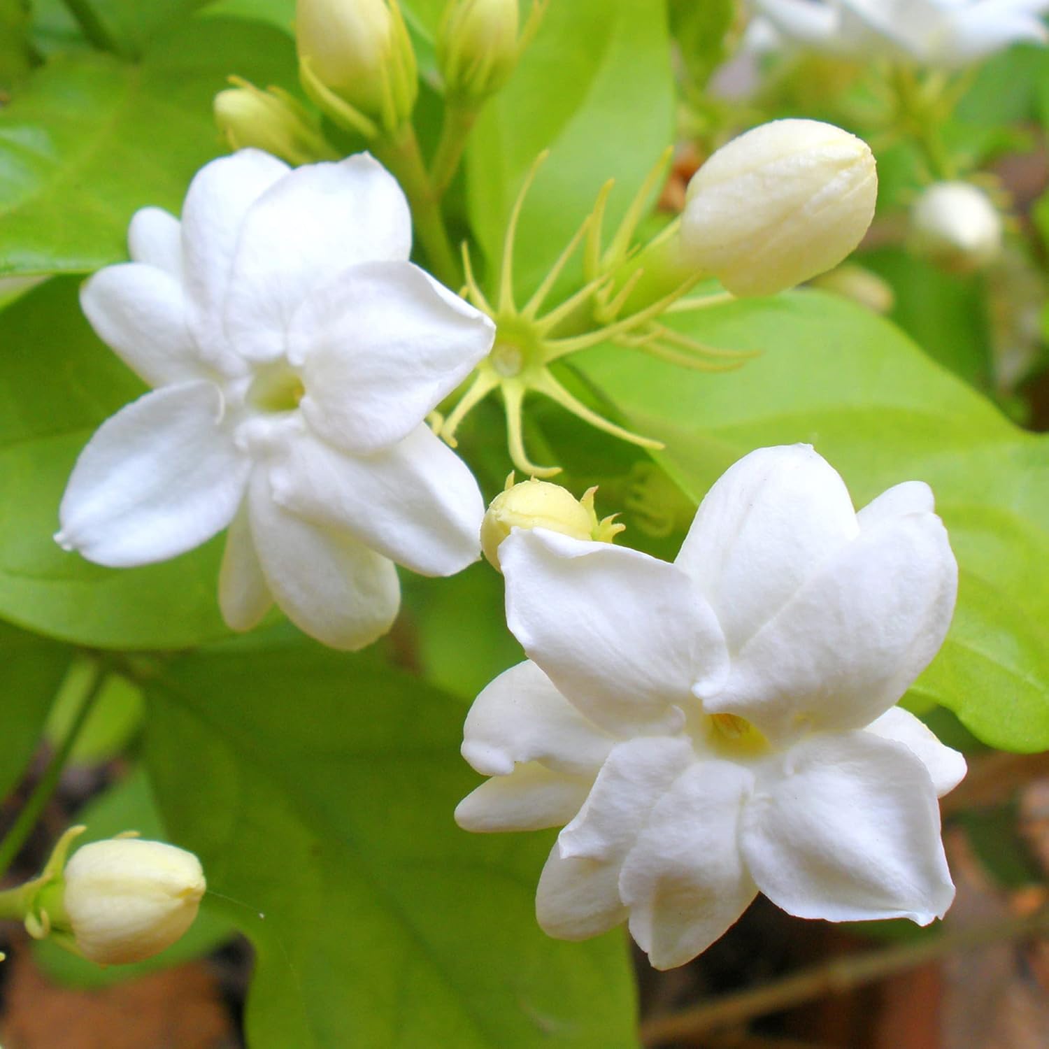 Jasminum Sambac Seeds Arabian Jasmine, Fragrant Broadleaf