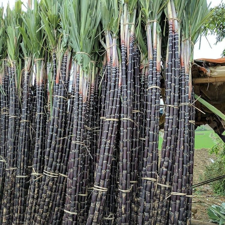 Sugar Cane Plant Seeds  Premium Quality for Garden and Landscaping