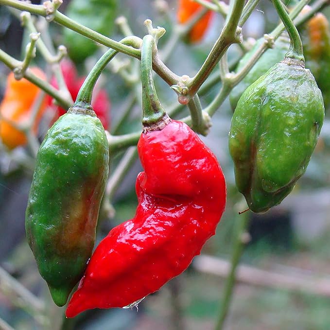 Ghost Pepper Seeds - Ghost Chili, Heirloom & Non-GMO, Fast-Growing Perennial for Garden & Containers
