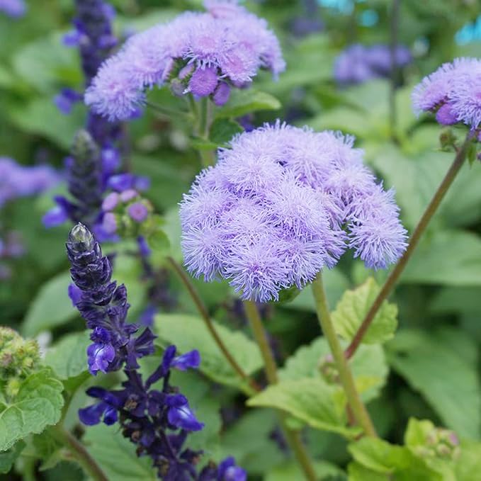 Blaue Mistflower-Samen – winterhartes Ageratum Conoclinium Coelestinum, aufrecht stehende mehrjährige Pflanze | 100 Stück Blumensamen