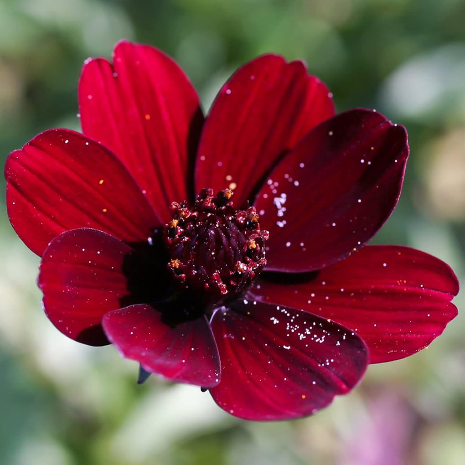 Chocolate Cosmos Seeds  Cosmos Atrosanguineus Perennial with Chocolate Fragrance, Butterfly Attracting Ornamental Flower for Gardens And Containers