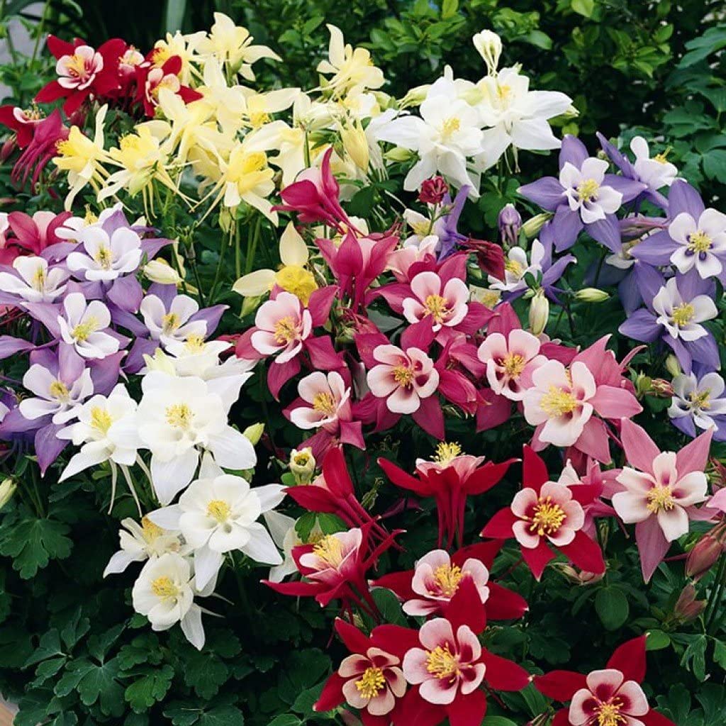 Semillas de Columbine – Flores delicadas y coloridas para plantar en el jardín