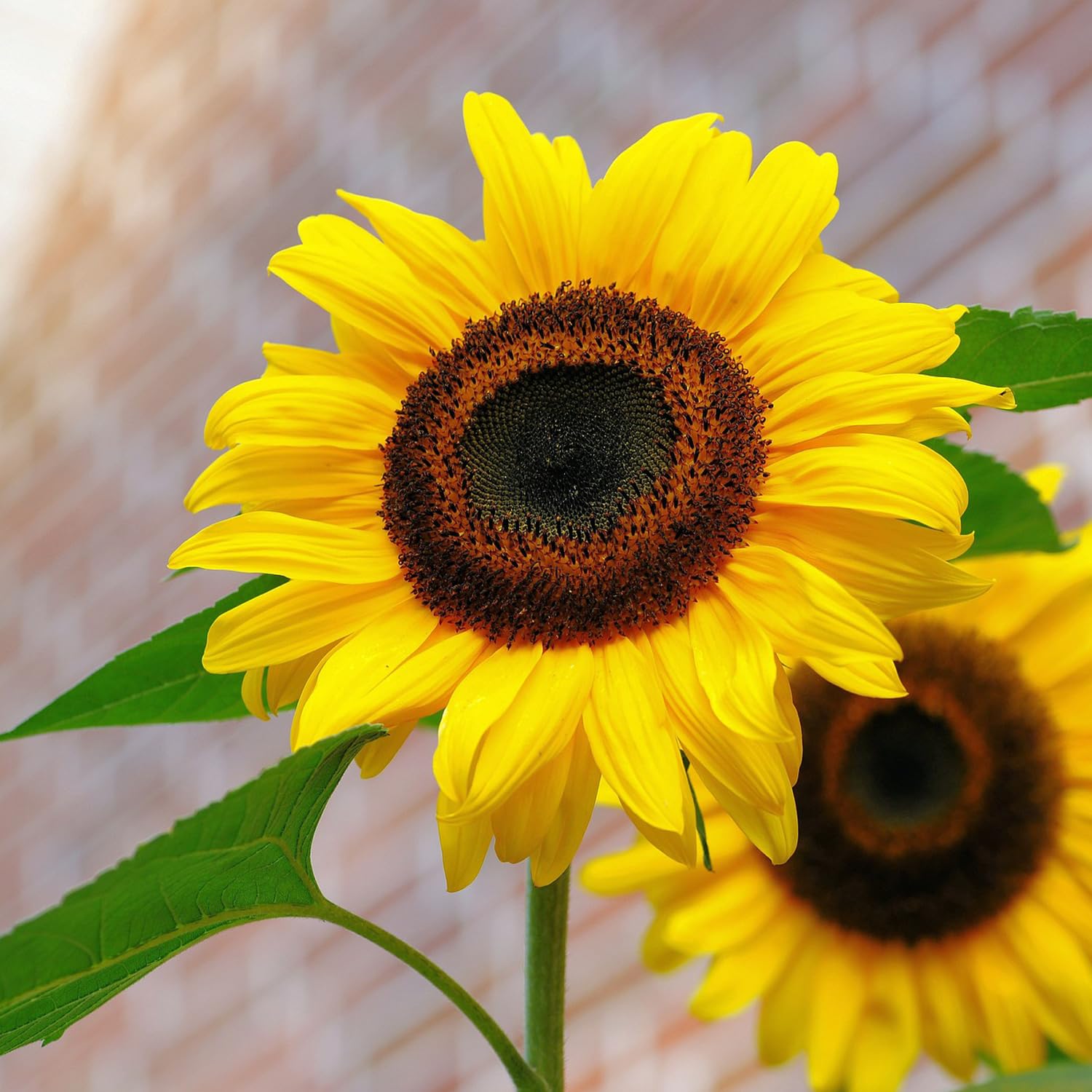 Semillas de girasol – Variedad de crecimiento alto para flores vibrantes en el jardín