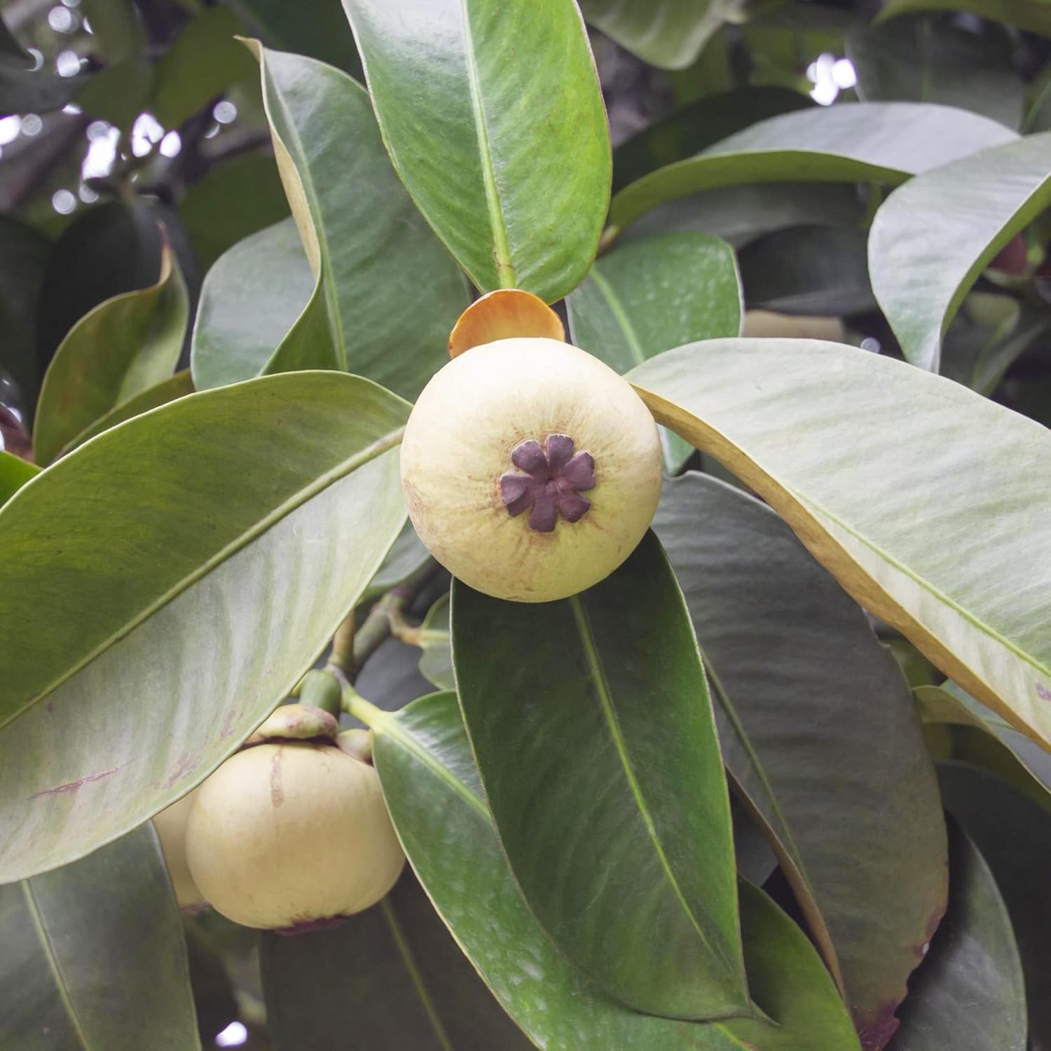 Mangosteen Seeds - Sweet Evergreen Tropical Fruit, GMO-Free for Garden
