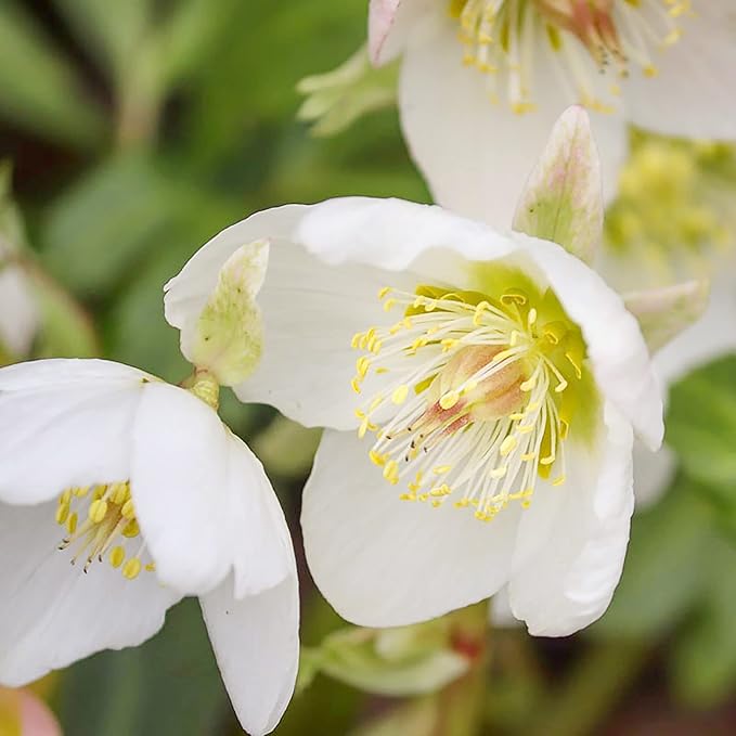 Christmas Rose Seeds (Helleborus Niger) GMO-Free Perennial, Deer & Rabbit Resistant, Outdoor Borders & Beds - 20 Pcs Flower Seeds