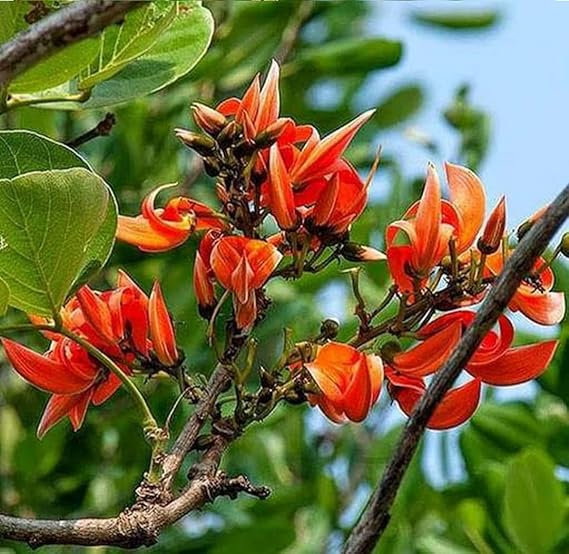 Butea Monosperma Seeds – Flame of the Forest Tree for Garden Planting
