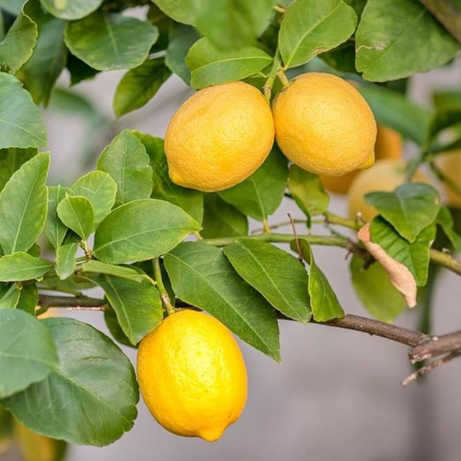 Meyer Lemon Seeds Edible Skin Juicy Slightly Sweeter Pulp Cooking  Baking Fragrant Flowers Ornamental Garden Beds Outdoor Fruit Seeds