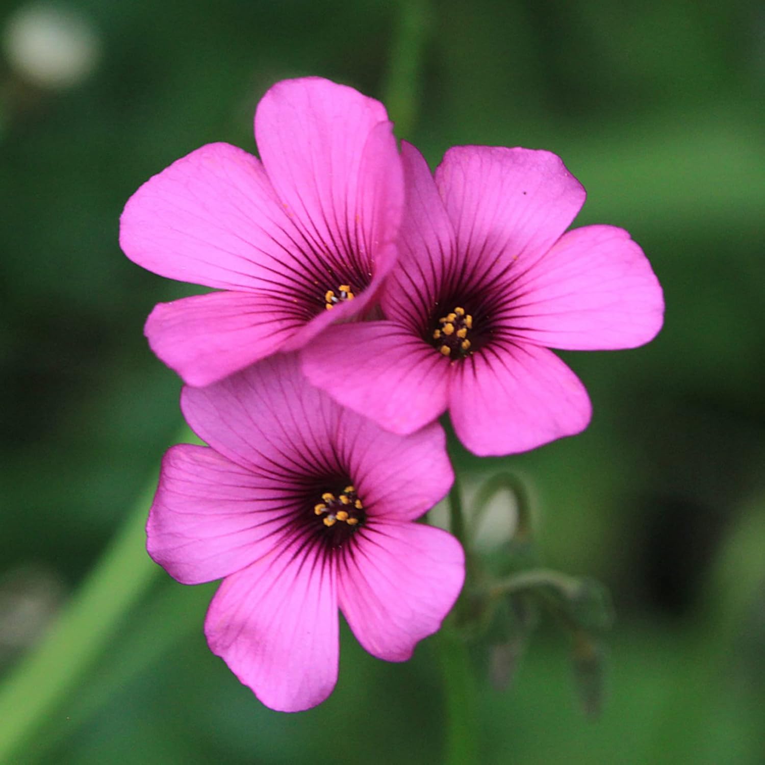 Pink Wood-Sorrel Seeds,  Oxalis Debilis, Low-Growing Perennial Herbaceous Ornamental for Pollinator Gardens, Outdoor Flower Beds