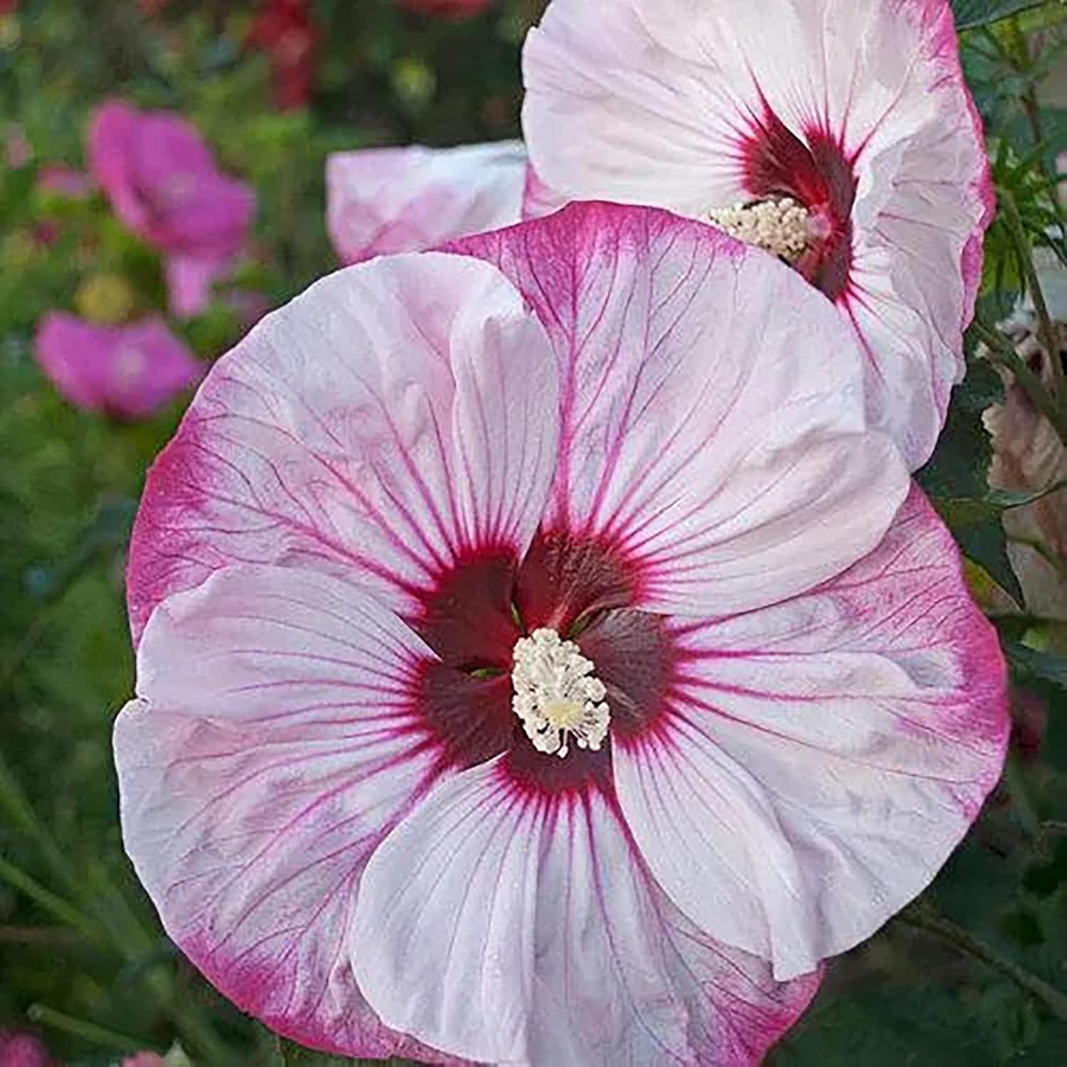 Garden  Giant Hibiscus Seeds  Dinnerplate Hibiscus  Moscheutos Swamp Mallow  Perennial Hardy Ornamental Plant  Outdoor Flower Seeds