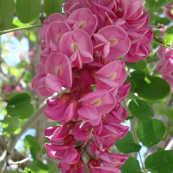 Purple Black Locust Seeds - Deciduous Ornamental Tree with Fragrant Flowers, Drought Tolerant, Attracts Pollinators
