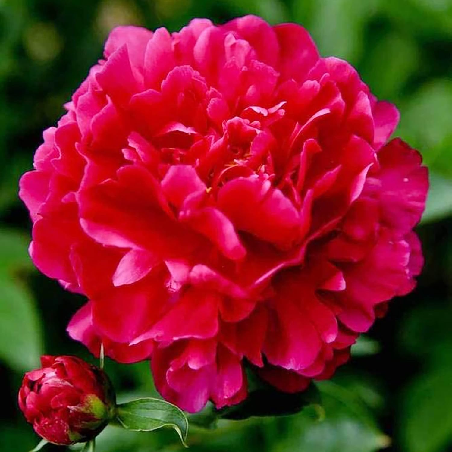Pfingstrosensamen, beliebte mehrjährige Blütepflanze mit großen duftenden Blüten für Gärten und Blumenarrangements – 50 Stück