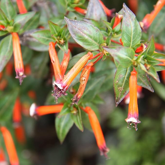Cuphea Firecracker Plant (Cuphea ignea), Perennial, Annual, Deer Resistant, Pollinator Friendly