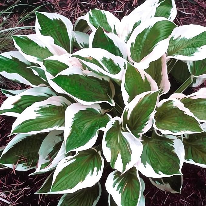 Patriot Hosta Seeds, Perennial Shade Loving Foliage Plant