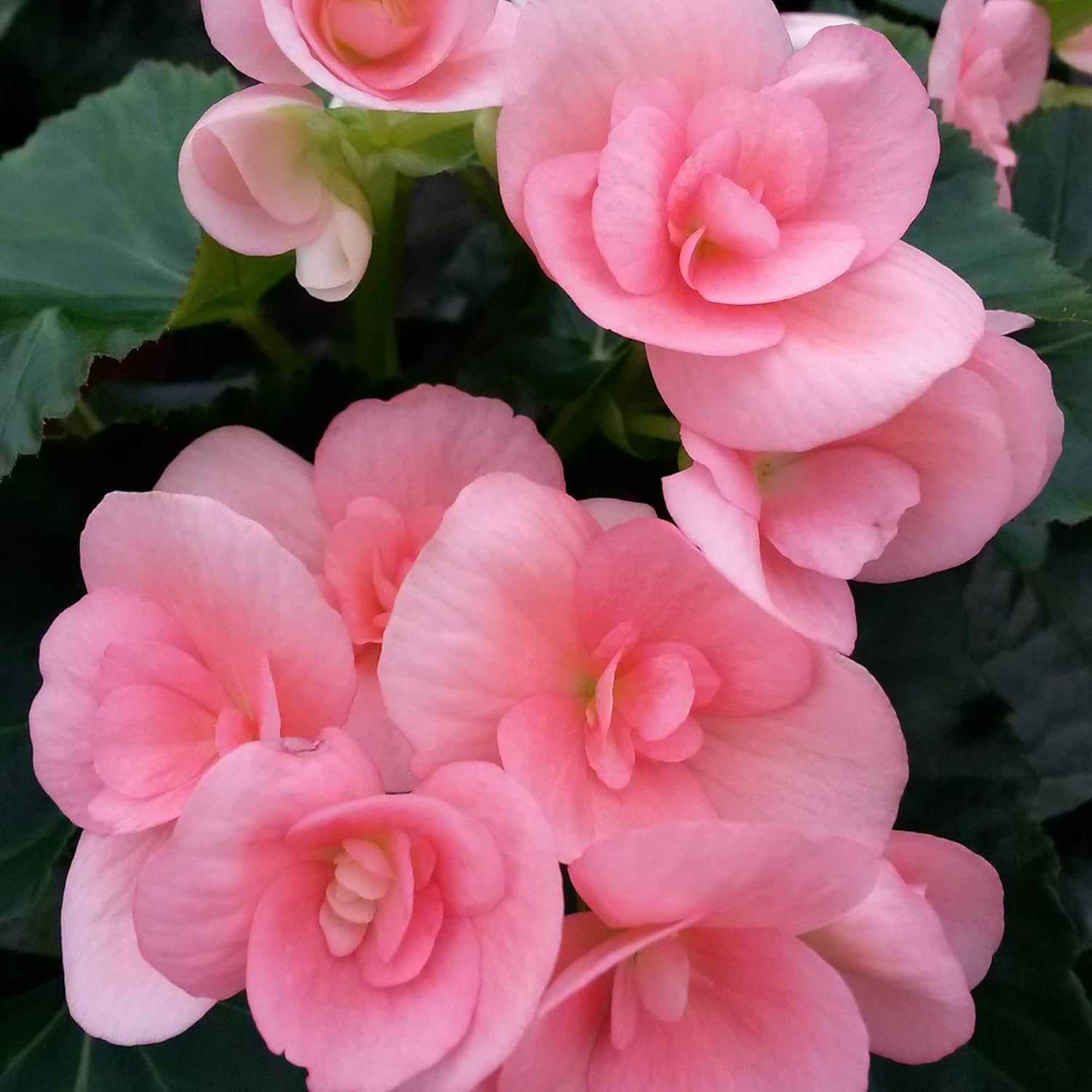Pink Rieger Begonia Seeds  Popular Houseplant with Showy, Beautiful Flowers And Attractive Foliage  Easy to Care for  Ideal for Garden Beds, Indoor And Outdoor Spaces   Flower Seeds