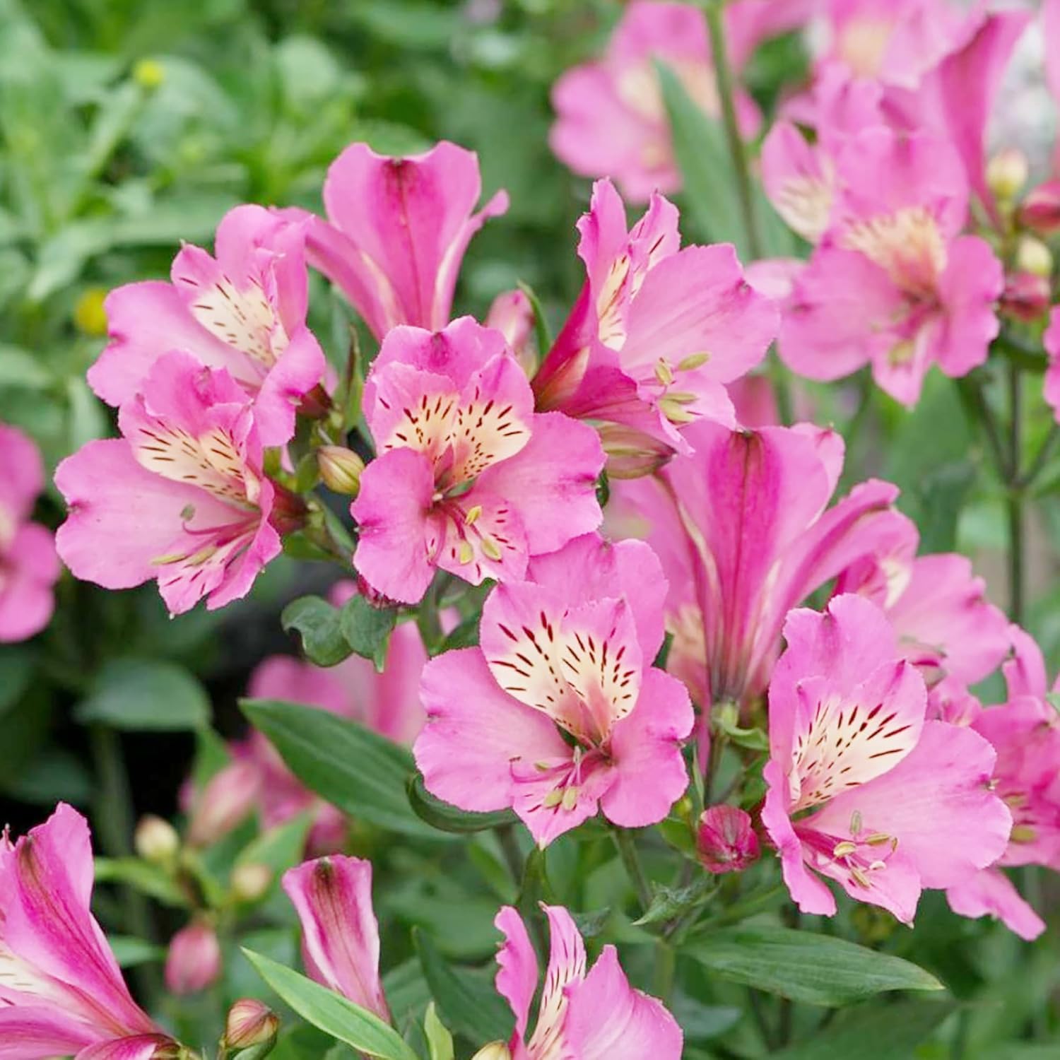 Graines d'Alstroemeria rose à planter - Lys péruvien vivace, parfait pour les fleurs coupées et les bordures de jardin