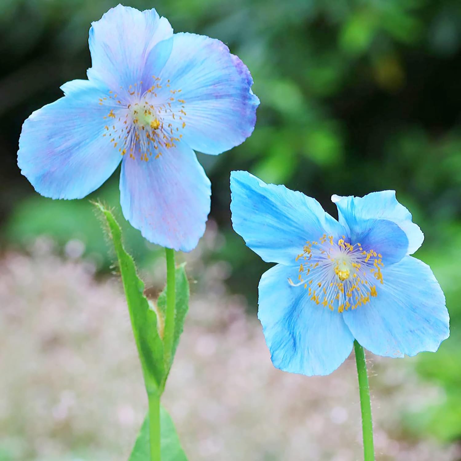 Graines de pavot bleu de l'Himalaya - Fleurs bleues vives et captivantes, plantes vivaces de courte durée pour bordures ombragées et jardins boisés, 20 graines de fleurs