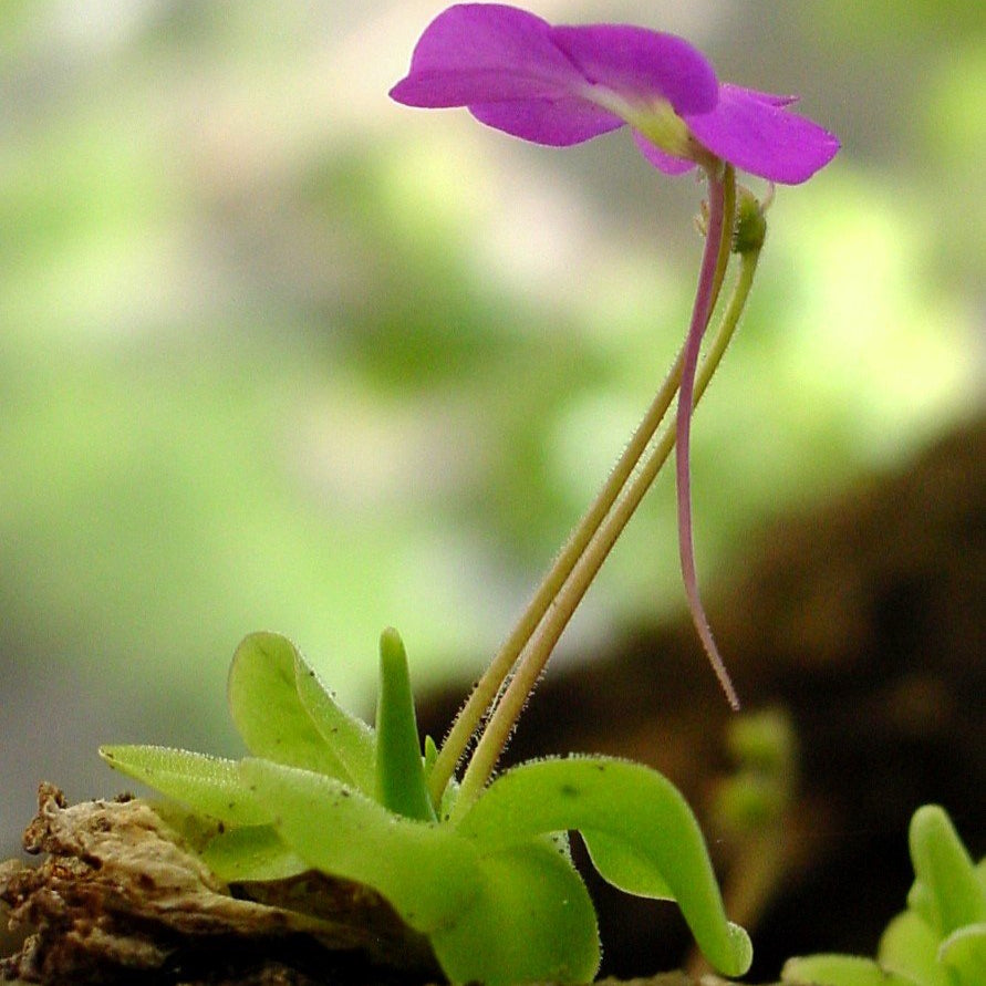 "Mexican Butterwort Seeds, Planting - 100 pcs" - Flower seeds