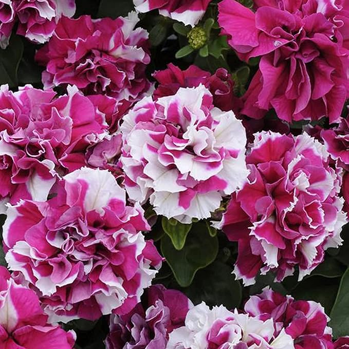 Multi Flowered Double Petal Petunia Seeds Light Violet for Planting