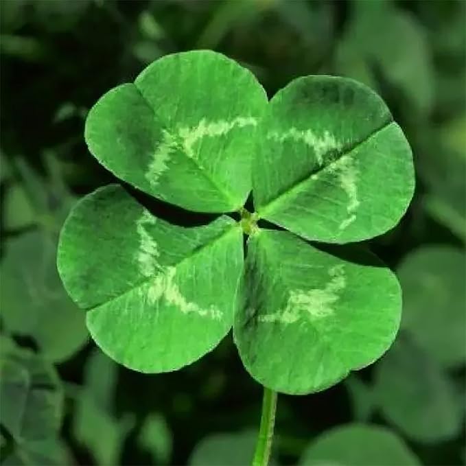 YEGAOL Garden Four Leaf Clover Seeds  Ornamental Ground Cover for Indoor And Outdoor, Potted Garden Grass